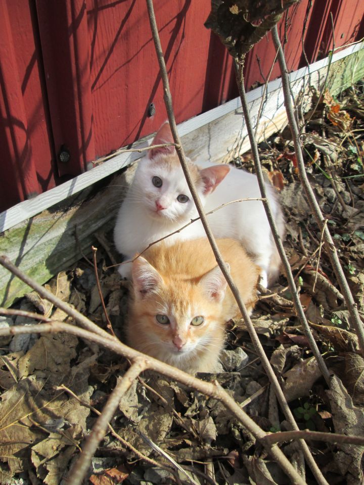 Frey & Mouse- Momma Cat's brood.
