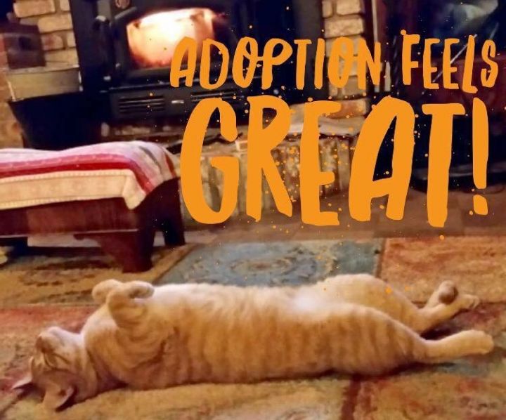 Adoption Feels Great