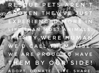 We are Proud to Have Rescue Pets by Our Side