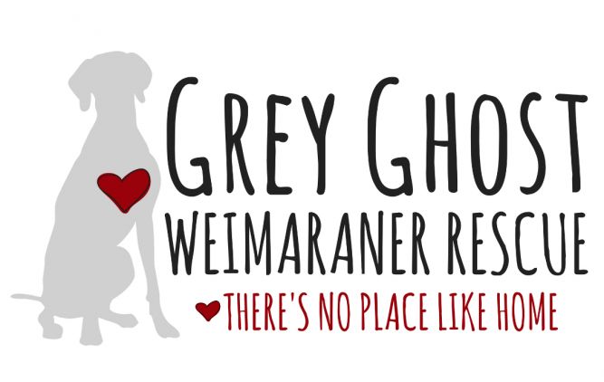 Grey Ghost Weimaraner Rescue