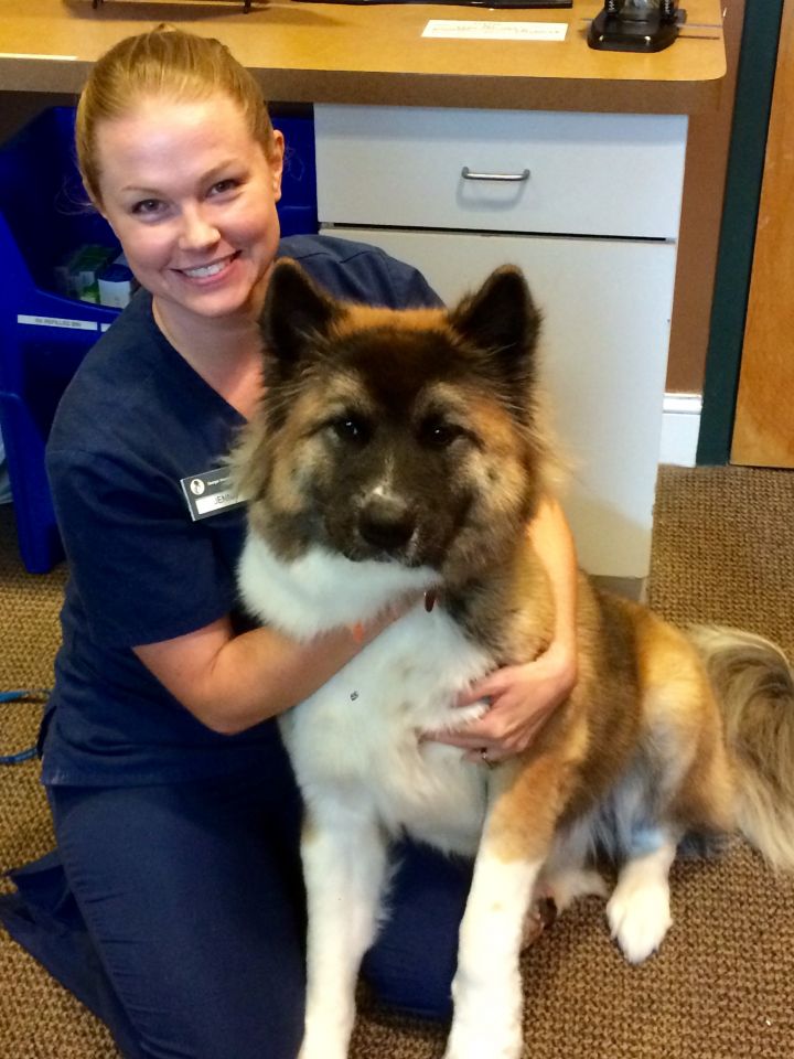 Pets for Adoption at Akita Rescue Division, in Snellville, GA