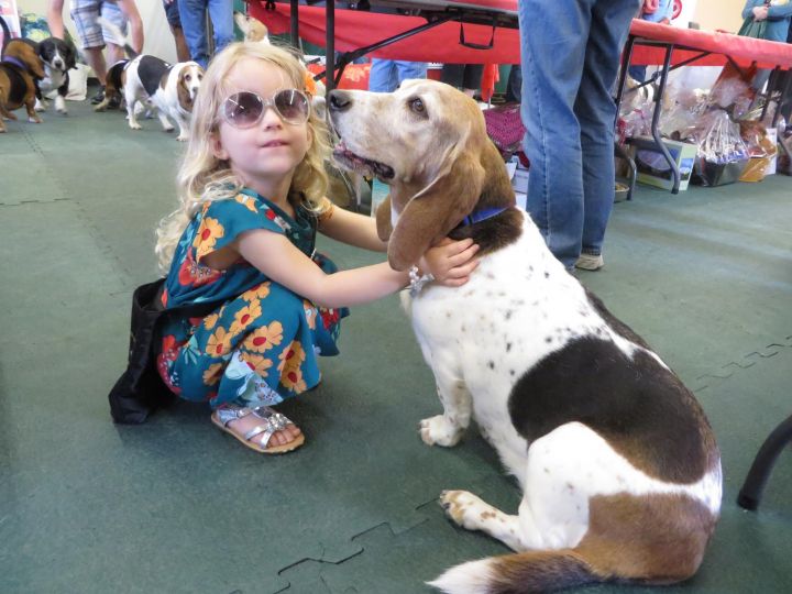 Pets for Adoption at Minnesota Basset Rescue, in St. Paul, MN Petfinder