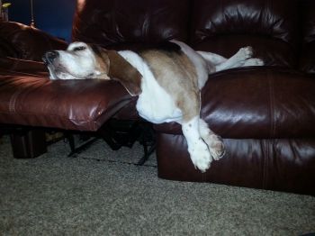 Basset Hounds know how to take it easy.