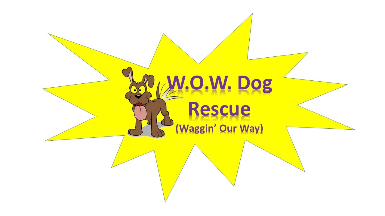 Pets for Adoption at W.O.W Dog Rescue 