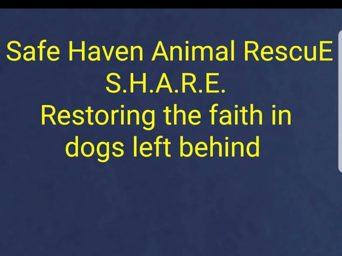 Safe Haven Animal Rescue