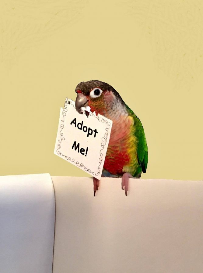 Adopt Me Pets Pictures Parrot