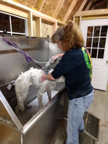 Working in the new groom room