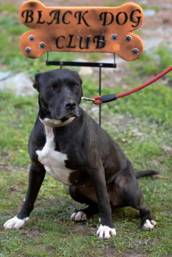 The Blackdog Club mascot, Phoenix.