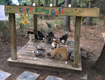 At Cape Kitty Cafe, cats are fed 2 times daily