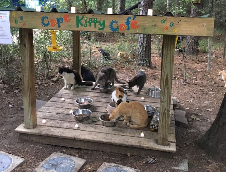 At Cape Kitty Cafe, cats are fed 2 times daily