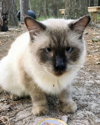 Sinatra, one of the most recent residents