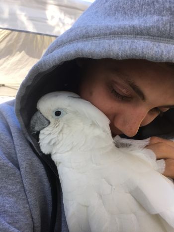 Cockatoo therapy