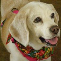 Bean's Beagles Dog Rescue