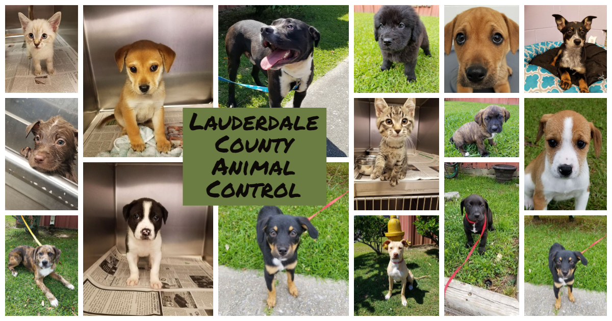 Pets for Adoption at Lauderdale County Animal Control, in Meridian, MS