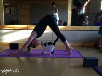 The premiere Yoga4Cats event - June 2015