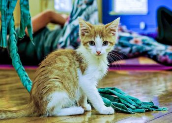 One of our adoptable kittens at a Yoga4Cats event!