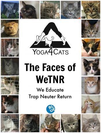 Some of cats helped through our WeTNR Program