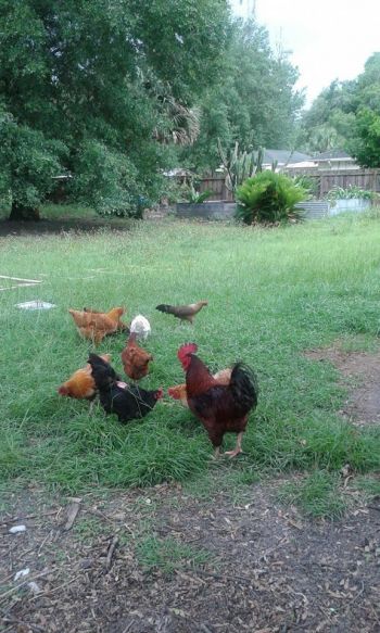 We have a happy flock of rescue birds.