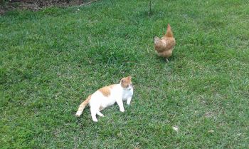 Bodhi Cat enjoys hanging with the chickens!