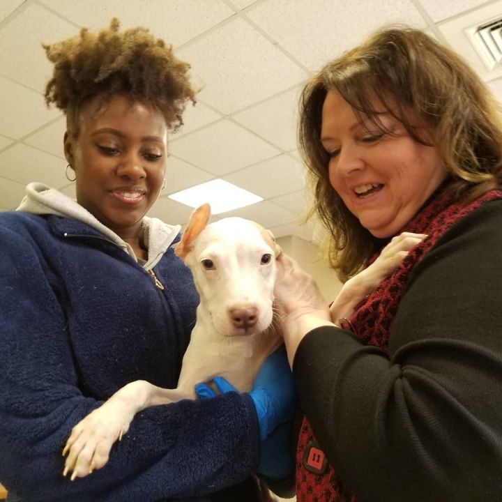 Pets for Adoption at Guilford County Animal Shelter, in Greensboro, NC