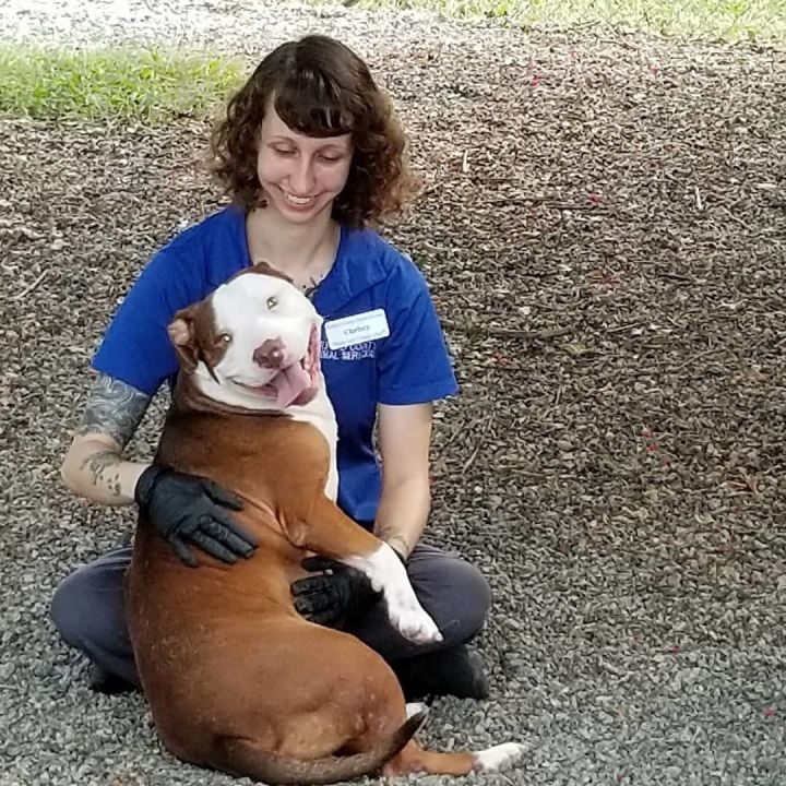 Pets For Adoption At Guilford County Animal Shelter In Greensboro Nc Petfinder