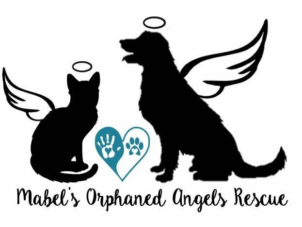 Mabel's Orphaned Angels Rescue 