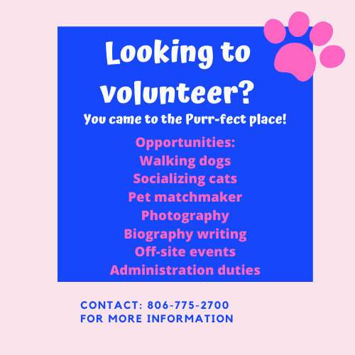 Pets for Adoption at Lubbock Animal Services, in Lubbock, TX | Petfinder