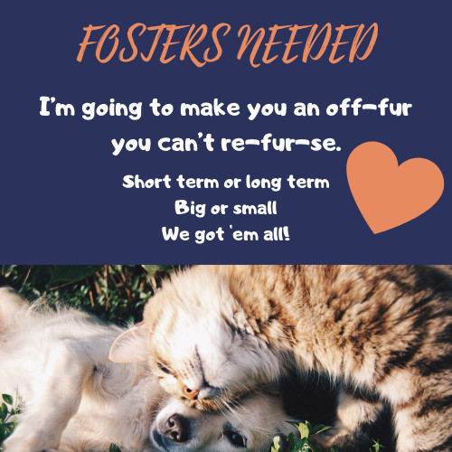 Pets for Adoption at Lubbock Animal Services, in Lubbock, TX | Petfinder