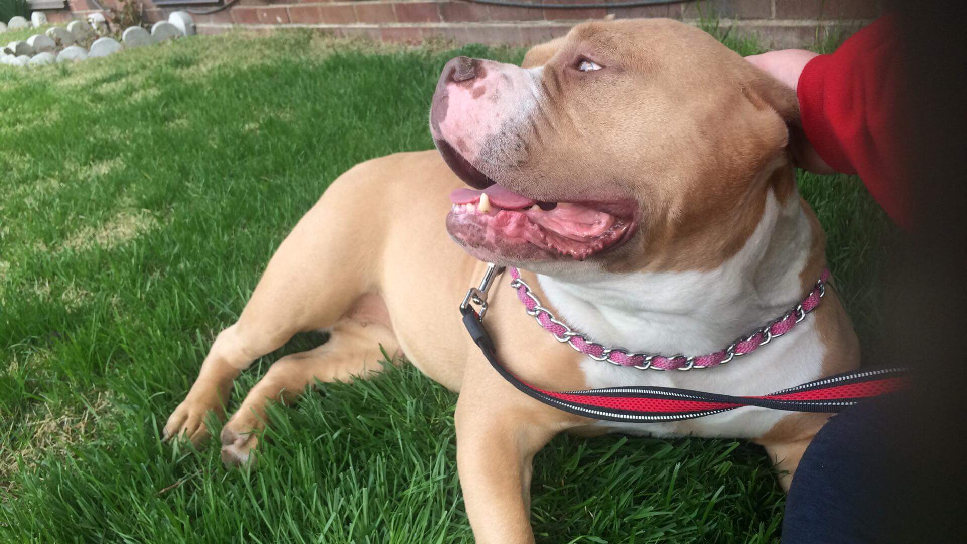 American Bully Rescue of Ontario