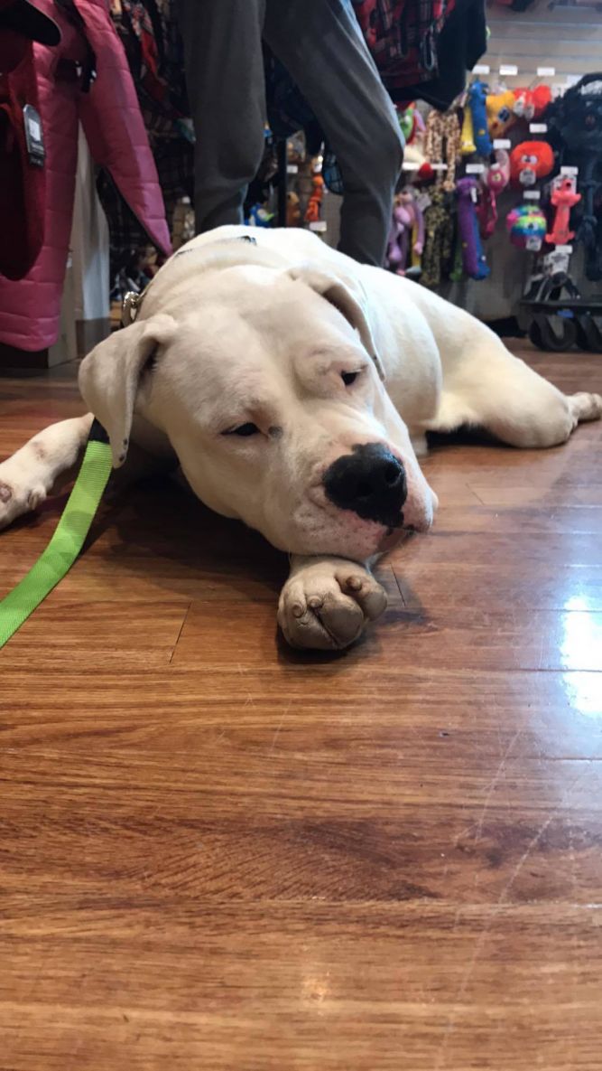 American Bully Rescue of Ontario