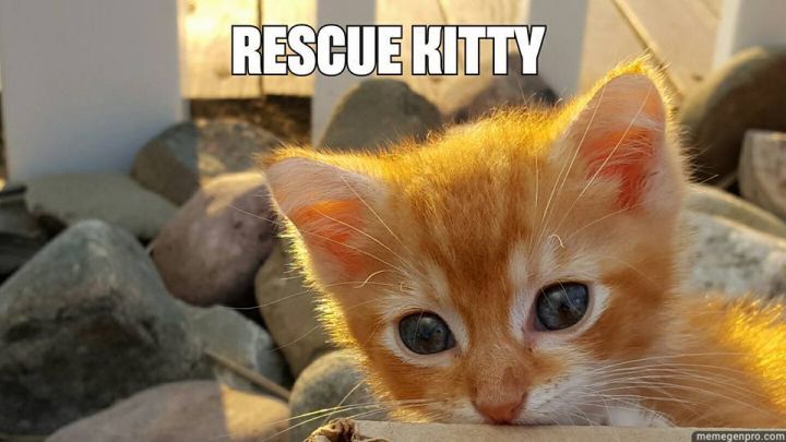 Rescue kitty store