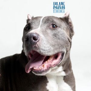 Blue Man Dog