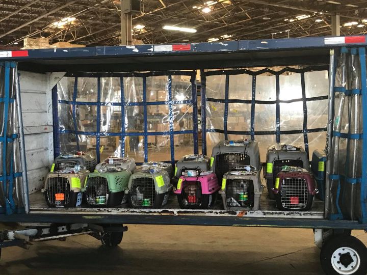 Picking up our amazing Rescues