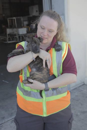 Puppies always get loved at the airport