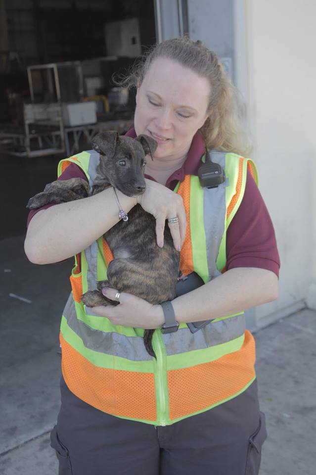 Puppies always get loved at the airport