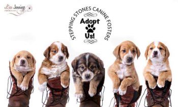 Stepping Stones Canine Fosters Wv