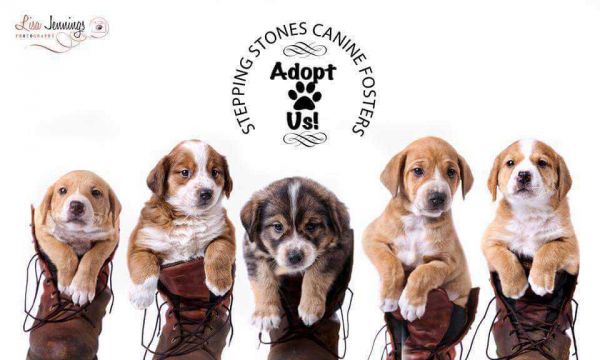 Stepping Stones Canine Fosters WV