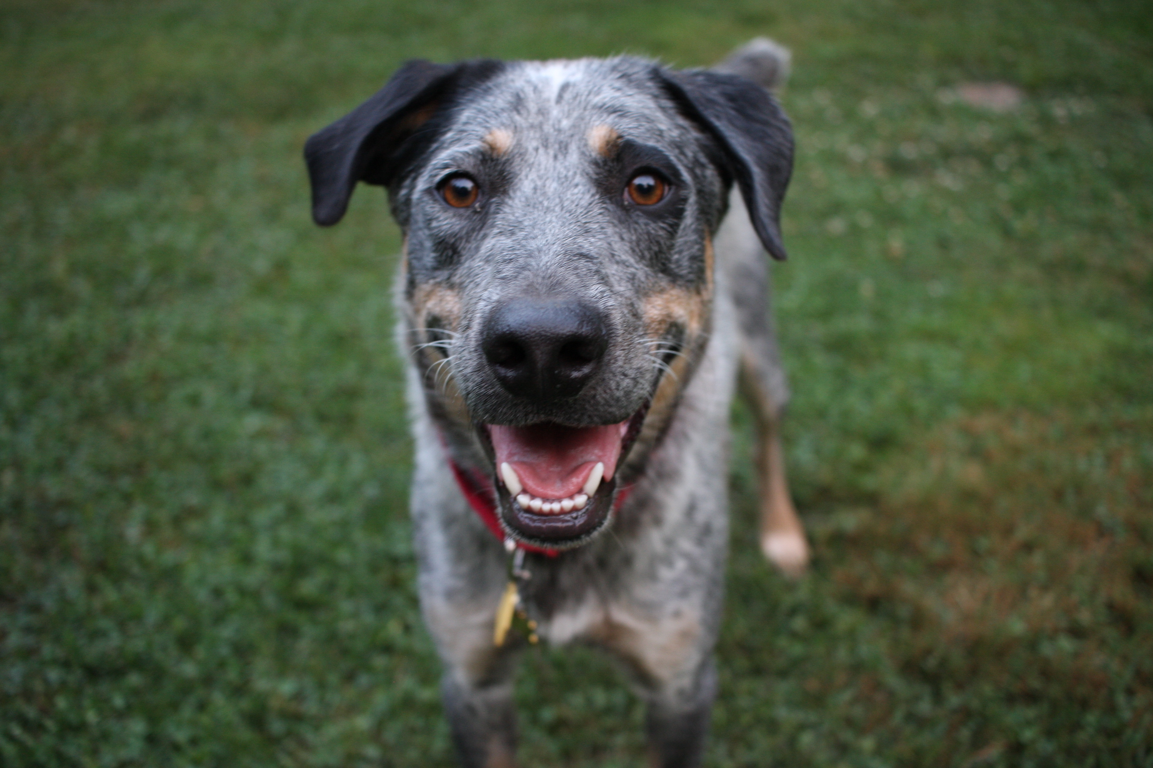 Pets for Adoption at Pacific Northwest Cattle Dog Rescue, in Mount