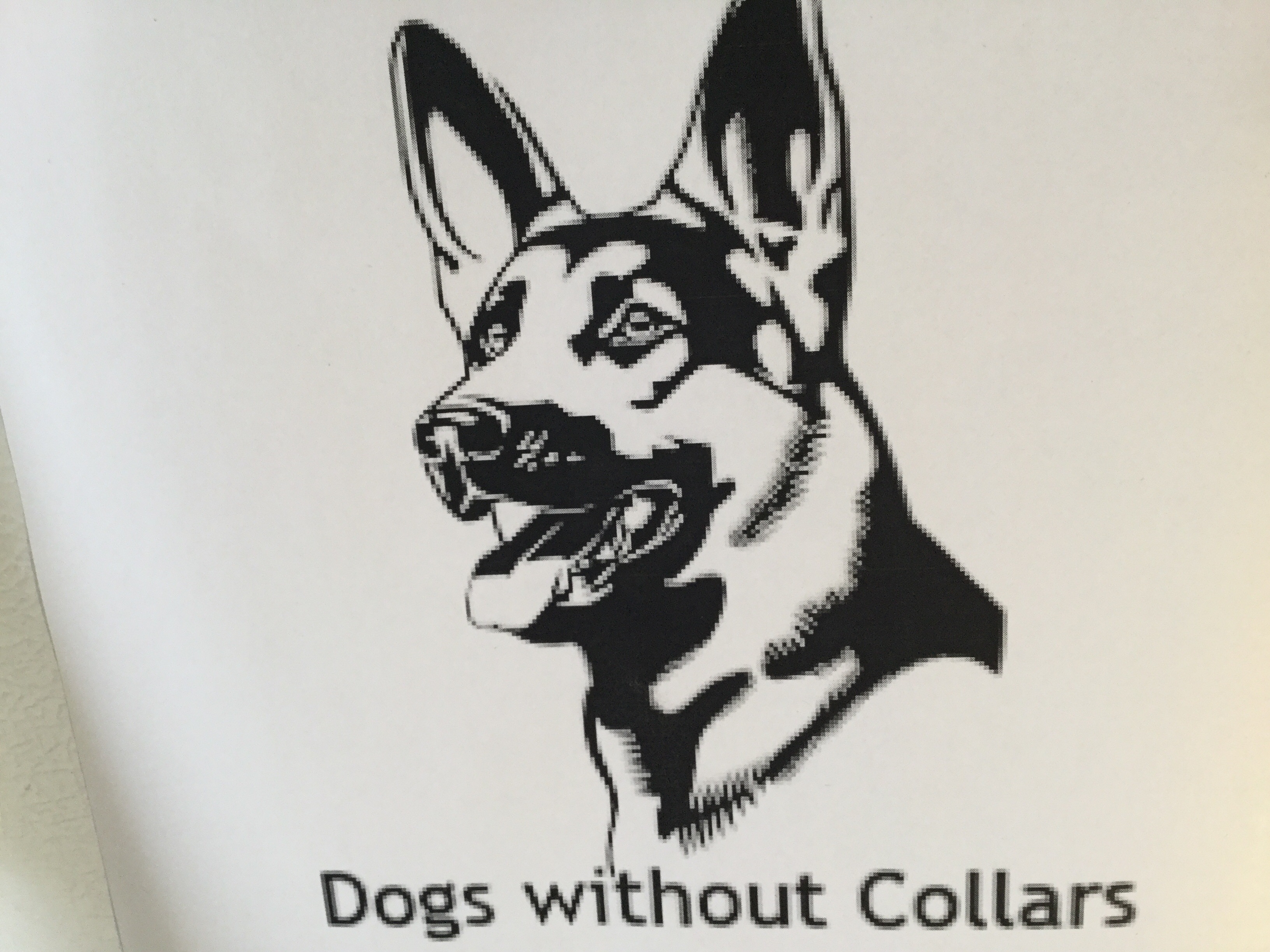 Dogs Without Collars