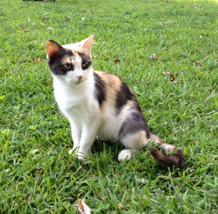 Momma cat waiting  for her own home.