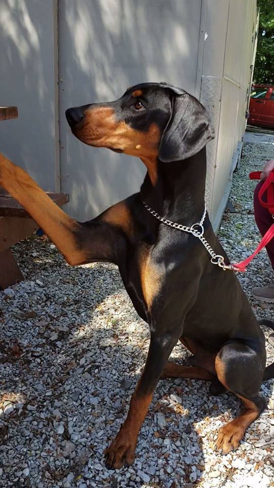 Doberman sanctuary store