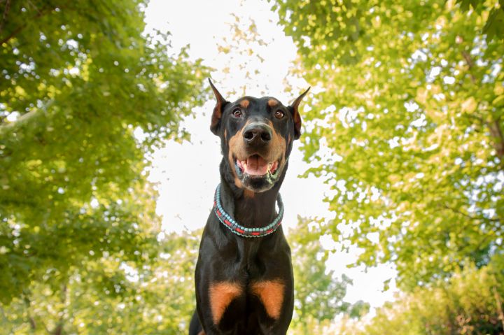 Doberman rescue best sale near me