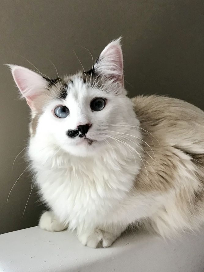 Forever Fortunate Felines