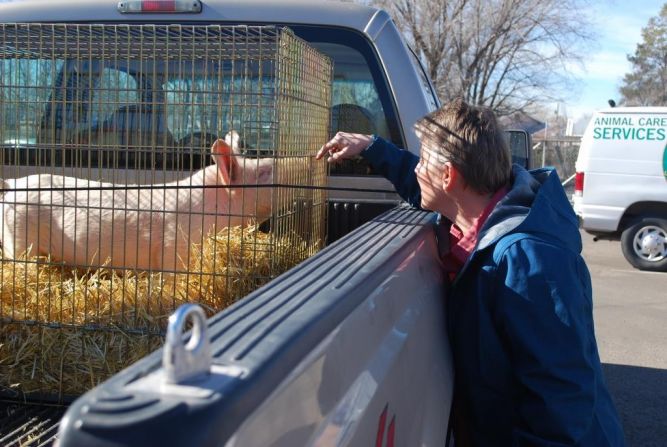 Bernalillo County Animal Care Services