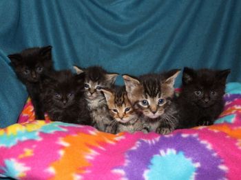 Feral kitten socialization