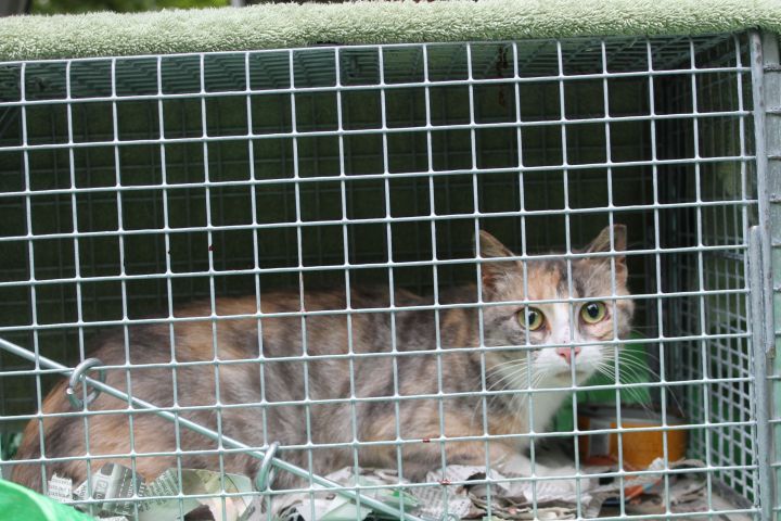 TNR Program