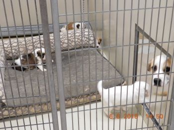 Pets For Adoption At Socorro Animal Shelter Adoption Center In Socorro Nm Petfinder