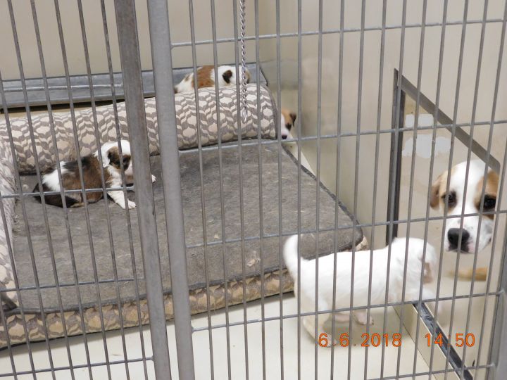 Shelter Puppy Room; also for expecting mommies.