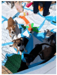 Finding A Best Friend Rescue