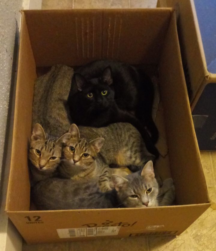 Box of kittens.